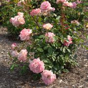 Pinkerbelle&trade; Hybrid Tea Rose Alternate Image 2