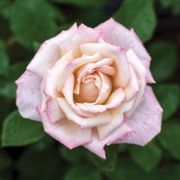 Pinkerbelle&trade; Hybrid Tea Rose Alternate Image 3