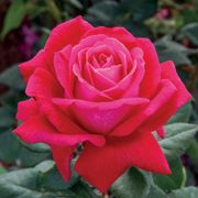 Sweet Spirit&trade; Grandiflora Rose Thumb