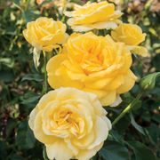 Honey Bee Kind Grandiflora Rose Alternate Image 1