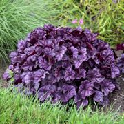 Heuchera Dolce&reg; 'Wildberry' Alternate Image 1