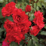 Crush on You Floribunda Rose Thumb