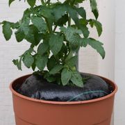 TreeDiaper&reg; 16-inch Thumb