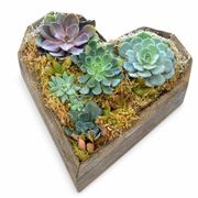 Heart Mix Succulent Garden Alternate Image 3