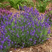 Lavandula Sweet Romance&reg; Alternate Image 2