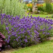 Lavandula Sweet Romance&reg; Alternate Image 3