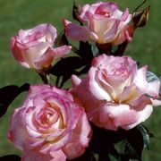 Secret&trade; Rose Thumb