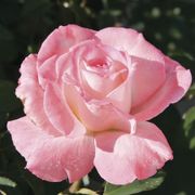 Secret&trade; Rose Alternate Image 1