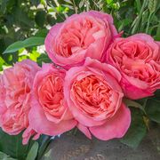 Sweet Mademoiselle&trade; Hybrid Tea Rose Alternate Image 1