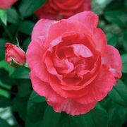 Tahitian Treasure&trade; Grandiflora Rose Thumb