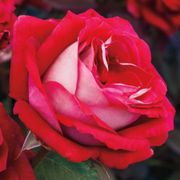 Grateful Heart&reg; Hybrid Tea Rose Thumb
