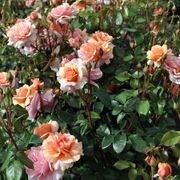 Rose Soul Sister&trade; Sunbelt&reg; Alternate Image 1