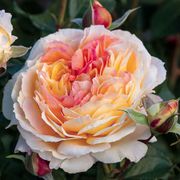 La Park Floribunda Rose Thumb
