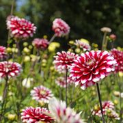 Dahlia Karma&reg; 'Yin Yang' Bulb Alternate Image 2