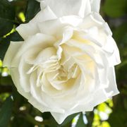 Cloud 10 Climbing Rose Thumb