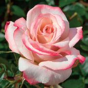 Pinkerbelle&trade; Hybrid Tea Rose Thumb