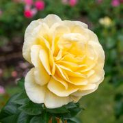 Sunshine Daydream&trade; Grandiflora Rose Alternate Image 1