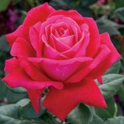 Sweet Spirit&trade; Grandiflora Rose Thumb