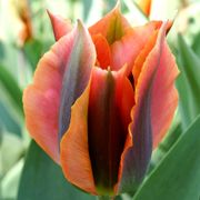 Tulipa 'Artist' Bulbs Alternate Image 1