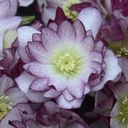 Helleborus Wedding Party&reg; 'Blushing Bridesmaid' Thumb