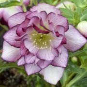 Helleborus Wedding Party&reg; 'Blushing Bridesmaid' Alternate Image 2