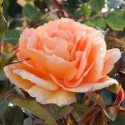 Tangerine Flames Climbing Rose Alternate Image 1