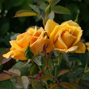 Alex's Lemonade Stand Grandiflora Rose Alternate Image 2