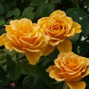 Alex's Lemonade Stand Grandiflora Rose Alternate Image 1