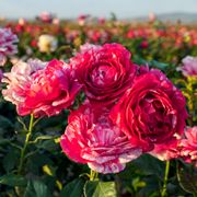 Show Your Stripes 36-Inch Tree Rose Alternate Image 2