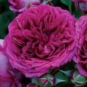 Like No Other Floribunda Rose Alternate Image 1