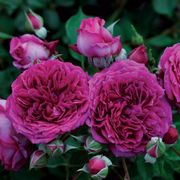 Like No Other Floribunda Rose Thumb