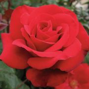 Crimson Bouquet&trade; Grandiflora Rose Thumb