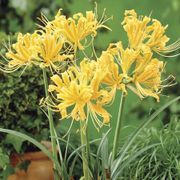 Lycoris aurea Yellow Spider Lily Bulbs Thumb