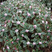 Daphne 'Aureomarginata Rosea' Alternate Image 1