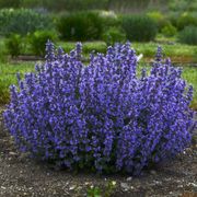 Nepeta 'Cat's Pajamas' Thumb