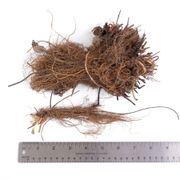 Fragaria 'Seascape' Strawberry Alternate Image 1