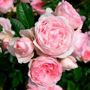 Sweet Rose of Mine Floribunda Rose Alternate Image 3