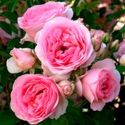 Sweet Rose of Mine Floribunda Rose Alternate Image 8