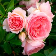 Sweet Rose of Mine Floribunda Rose Alternate Image 9