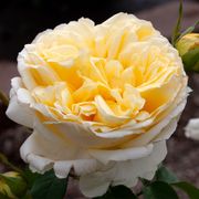 Larger Than Life Hybrid Tea Rose Alternate Image 3