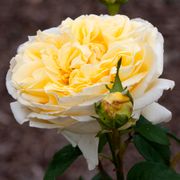 Larger Than Life Hybrid Tea Rose Alternate Image 4