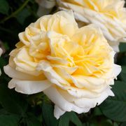 Larger Than Life Hybrid Tea Rose Alternate Image 2