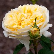 Larger Than Life Hybrid Tea Rose Alternate Image 4