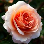 Double Easy Orange Floribunda Rose Alternate Image 1
