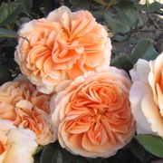 Double Easy Orange Floribunda Rose Alternate Image 6