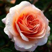 Double Easy Orange Floribunda Rose Alternate Image 1
