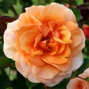 Double Easy Orange Floribunda Rose Alternate Image 2