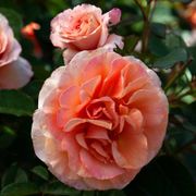 Double Easy Orange Floribunda Rose Alternate Image 4