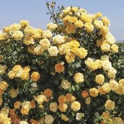 Cup of Gold Climbing Rose Thumb