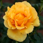 Gold Struck&trade; Grandiflora Rose Alternate Image 1